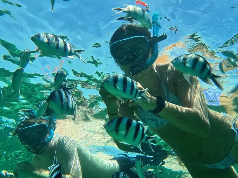 Schools of fish in crystal-clear water while snorkeling