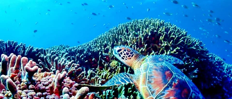 Coral reef around Hamahiga Island