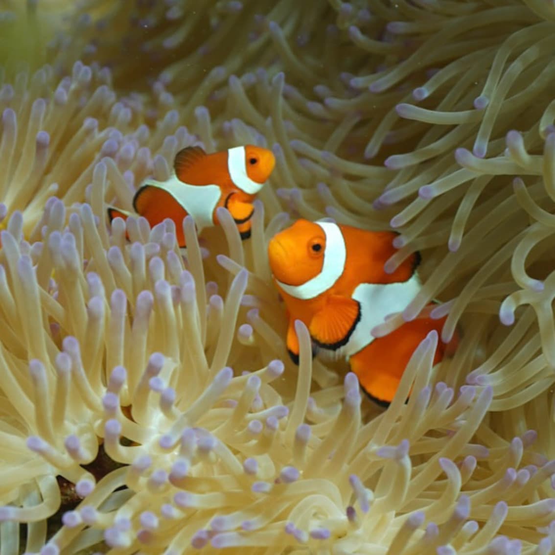 Clownfish encountered while snorkeling
