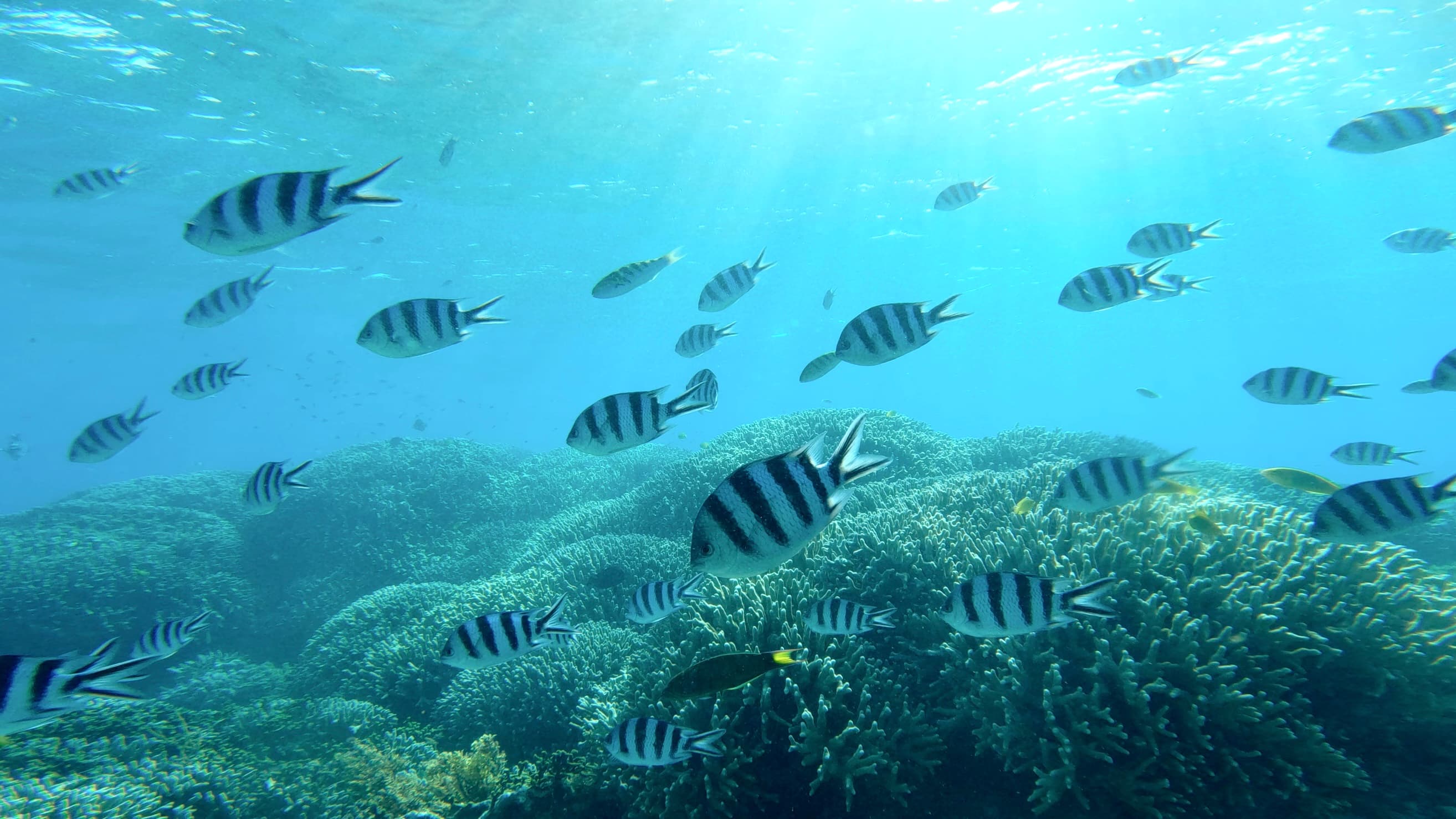 浜比嘉島の海中 サンゴと熱帯魚