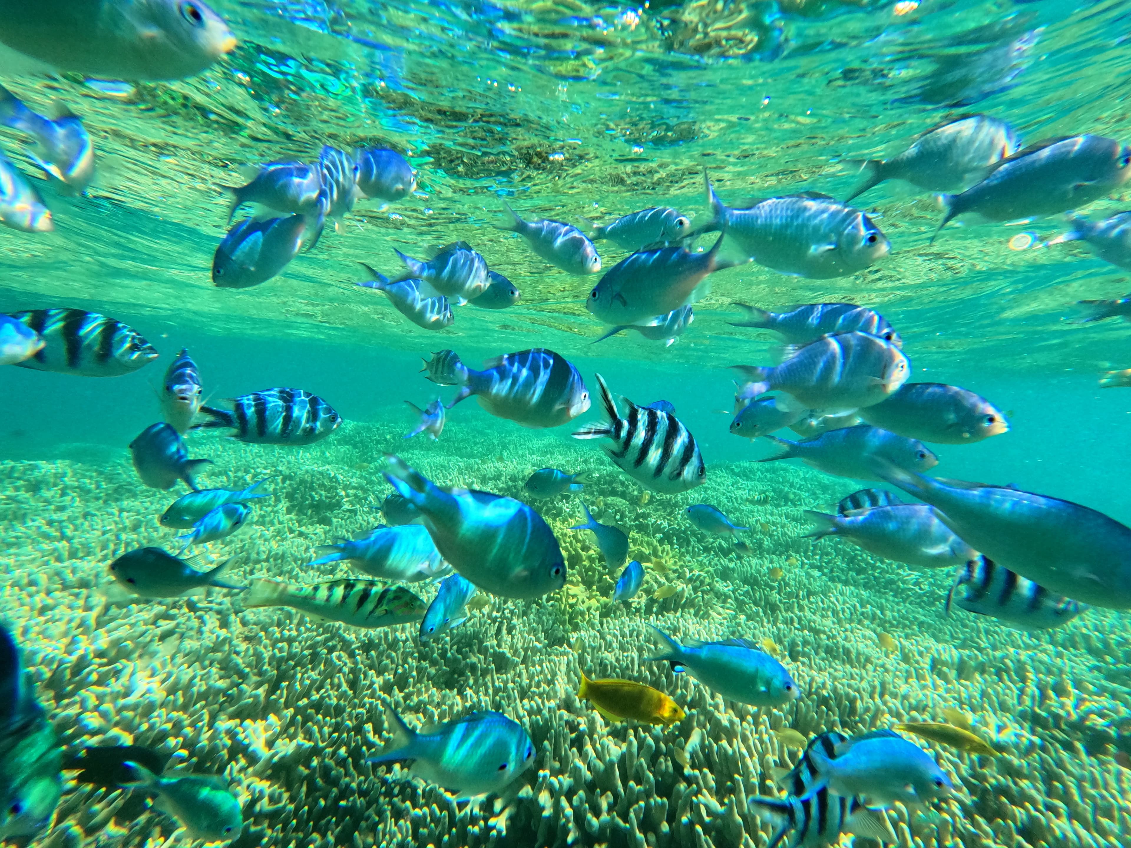 カラフルな魚たち