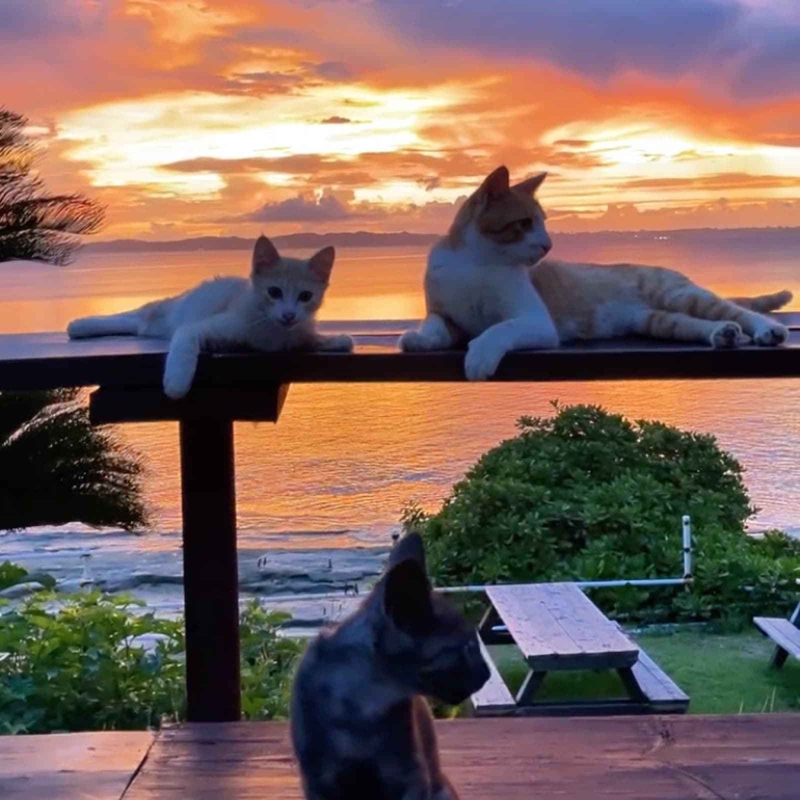 津堅島の夕焼けとベンチでくつろぐ島猫たち