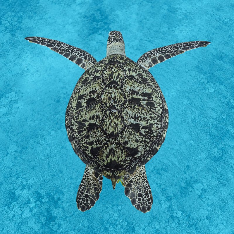 なかゆくいの海